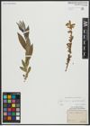 Foto von Salix alba subsp. vitellina (L.) Arcang.